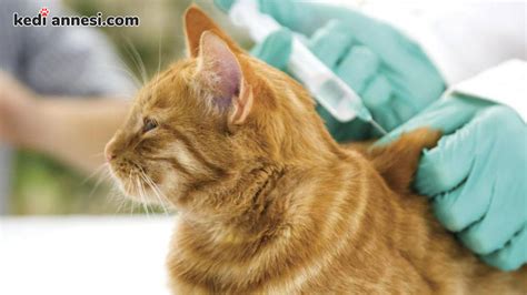 kedi aşı fiyatları ankara